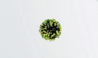 人體機(jī)理呼吸道感染：醫(yī)學(xué)模擬仿真三維動(dòng)畫制作